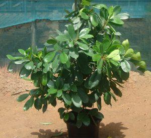 Ficus cyathistipula or African Fig Tree