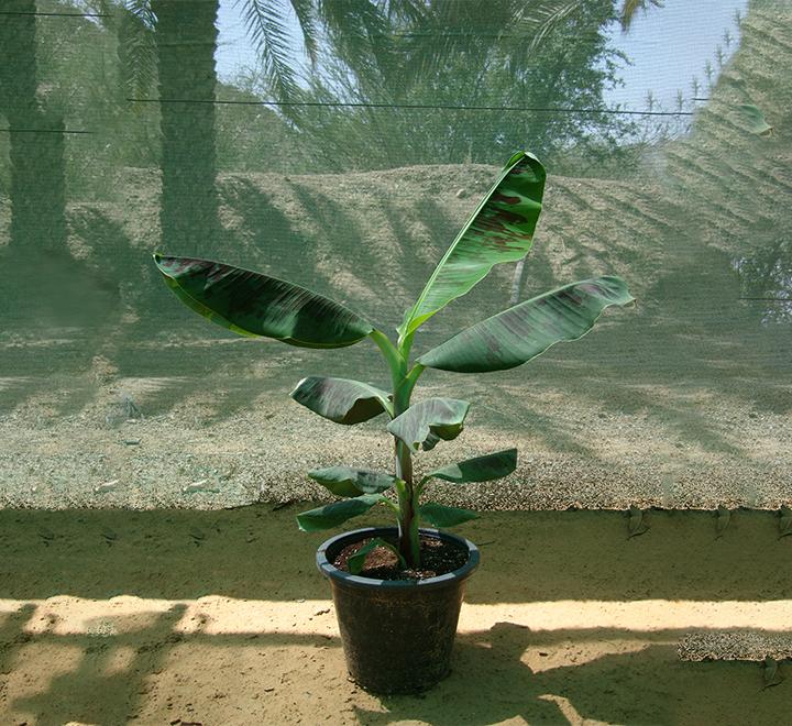 Musa paradisiaca "Banana Tree" شجرة الموز