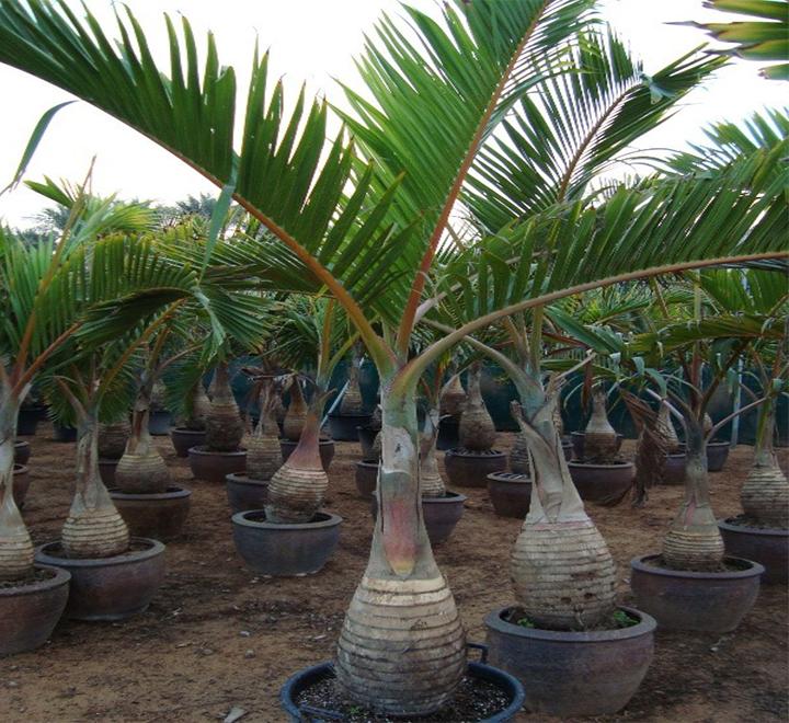 Hyophorbe lagenicaulis "Bottle Palm"