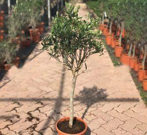 Olea europea or Olive Tree شجرة زيتون