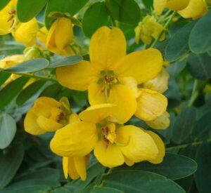 Cassia surattensis or Scrambled Egg Plant