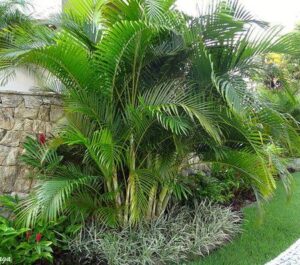 Chrysalidocarpus lutescens or Areca palm