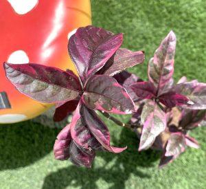 Eranthemum Atropurpureum, Purple False Eranthemum 30 - 40cm