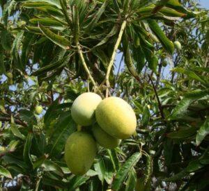 Mangifera Indica Or Mango Tree