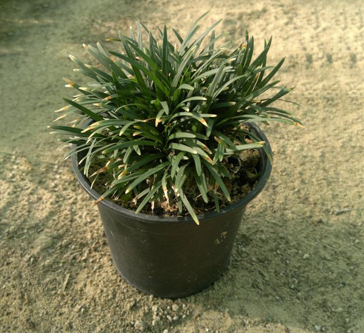 Ophiopogon japonicus "Dwarf lilyturf"