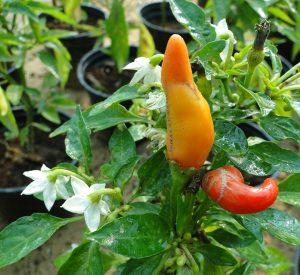 Ornamental pepper plant