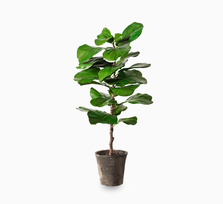 Ficus lyrata or Fiddle Leaf Fig