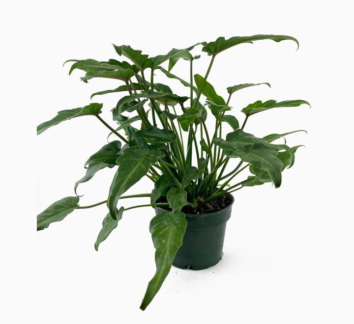 Philodendron xanadu 60 - 70cm