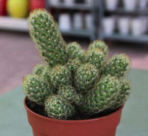 Ornamental Cactus