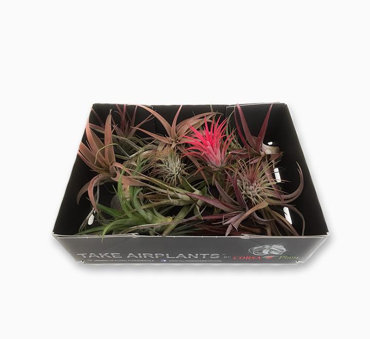 Air Plants Assorted