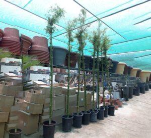 Bambus green or Tropical Bamboo 3.0 - 3.5m