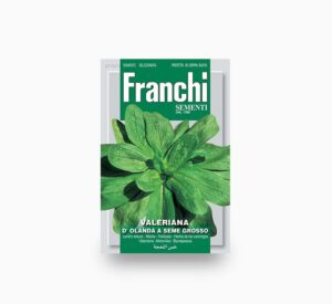 Spinach D'Olanda