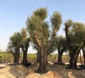 Olea Europea or Specimen Olive Tree