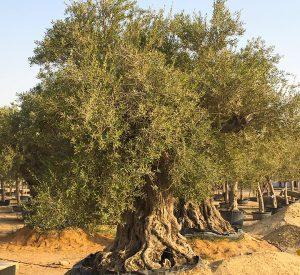 Olea europea or Mature Olive Tree 2.0m, 700-1000mm Dia