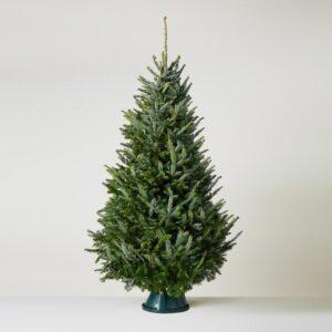 Christmas Tree balsam