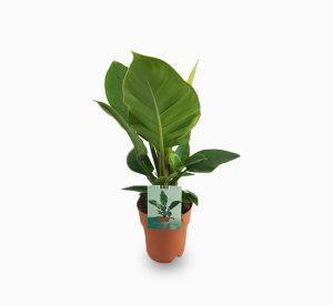 Philodendron Imperial Green 70 – 80cm