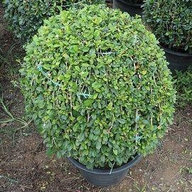 Ehretia microphylla or Fukien Tea Tree "Ball" 30-35cm diameter