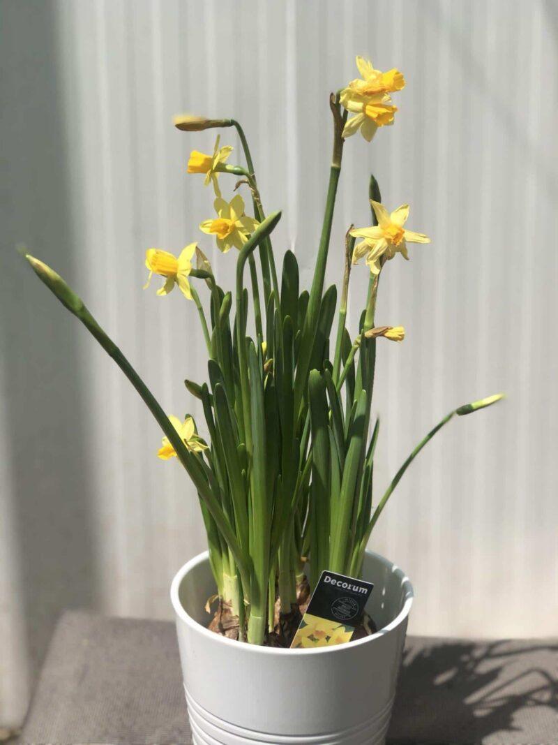Narcissus or Daffodil