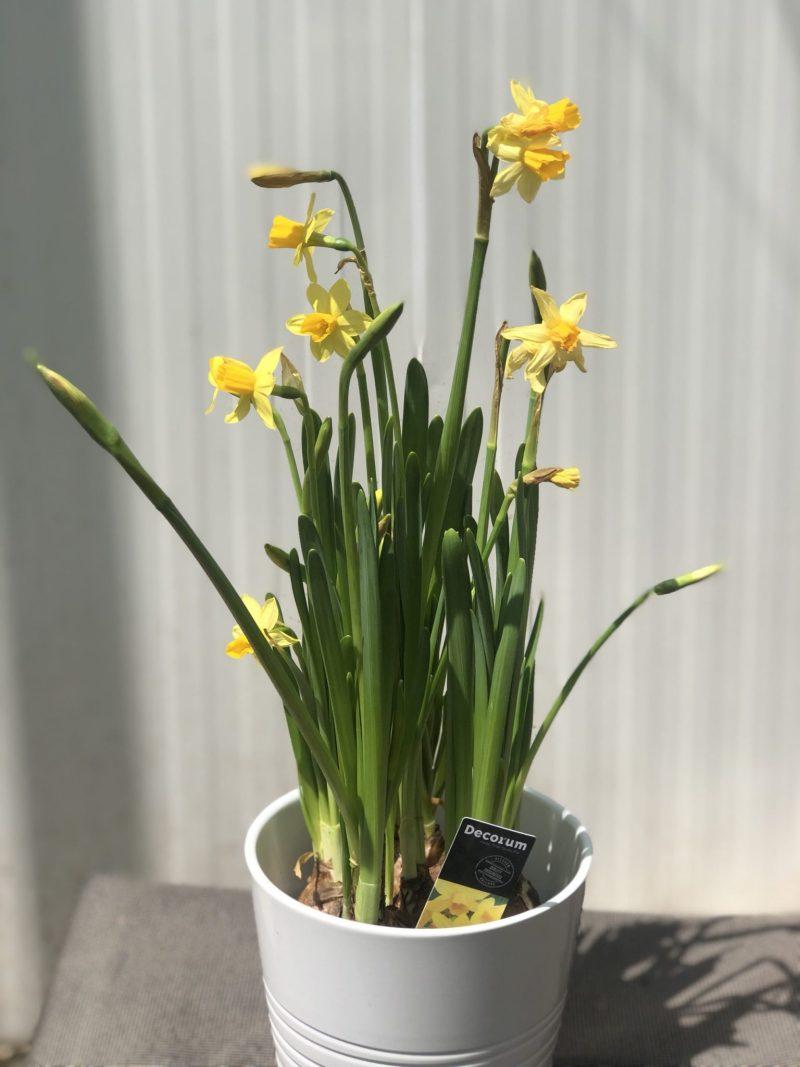 Narcissus or Daffodil 15-25cm