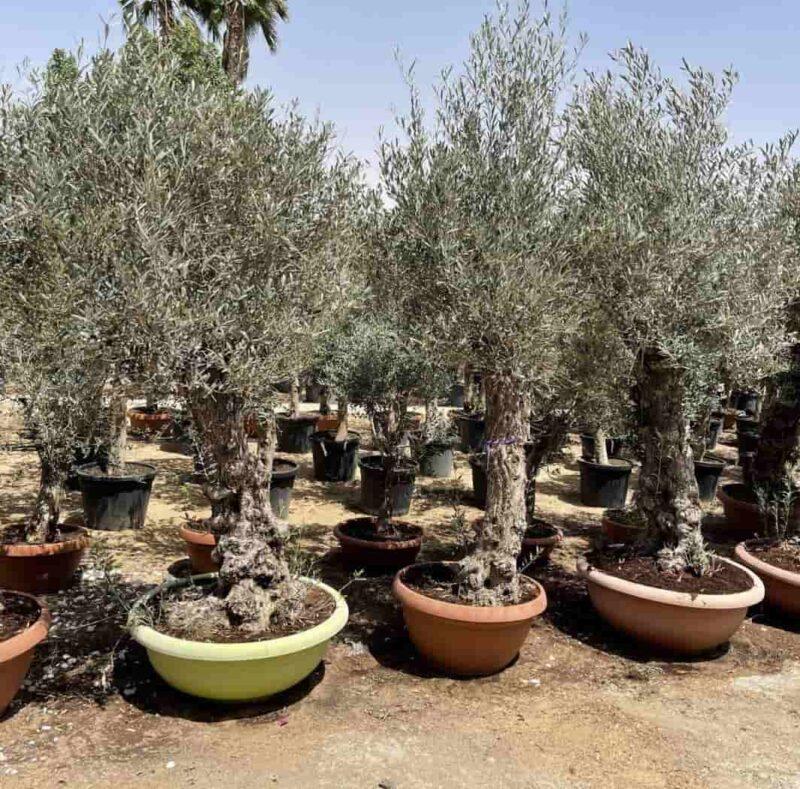 Olea europea or Olive Tree Trunk Diameter