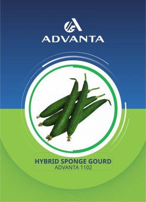 Advanta 1102 Hybrid Sponge Gourd Seeds