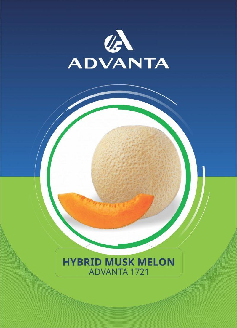 Advanta 1721 Hybrid Musk Melon Seeds
