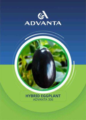 Advanta 306 Hybrid Eggplant Seeds