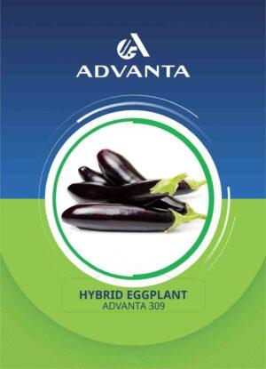 Advanta 309 Hybrid Eggplant Seeds