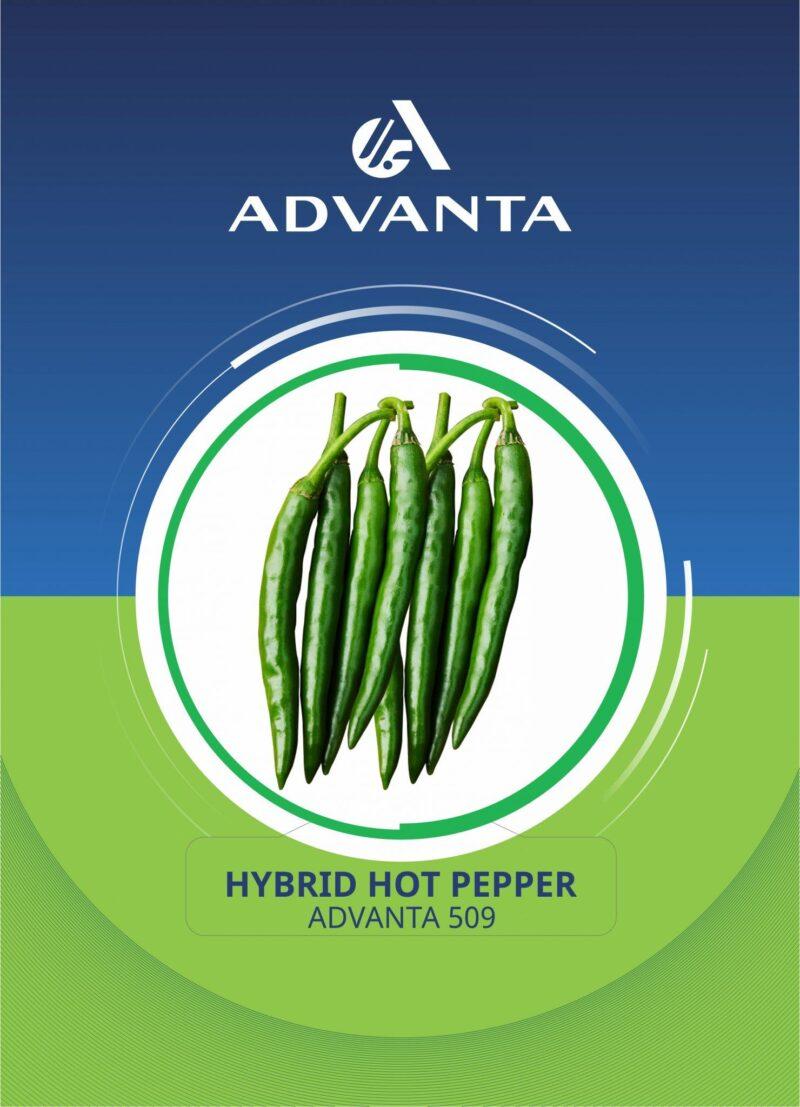 Advanta 509 Hybrid Hot Pepper Crop Duration: 150 Days Seed Rate in Kg/ACRE: 0.175 Planting Months: Sep-Mar Spacing (CM) RR – Row to Row & PP – Plant to Plant: RR90 X PP60 - Glossy dark green slightly wrinkled fruits with pointed blossom end. - Fruit length 10-12 cm & 1-1.2 cm diameter. Plant height is 75-80 cm. - High yield with high pungency, high spreading branches. - Dual purpose (fresh + dry). - First harvesting at 75 DAT. - Tentative yield/acre : 24-30 Fresh Fruits. Reasons to buy from us Guaranteed quality Careful handling On time delivery Support Telephone support Live chat support Trained staff Related Products: Advanta 554 Hybrid Hot Pepper Seeds