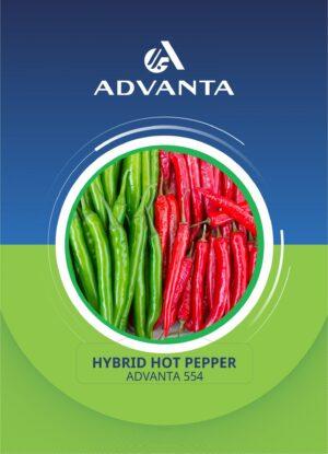 Advanta 554 Hybrid Hot Pepper Seeds