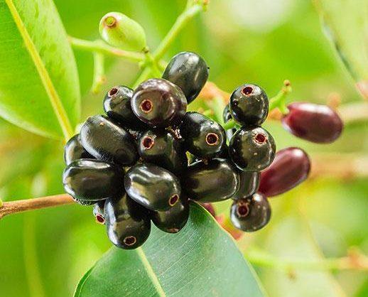 Syzygium cumini, black plum, jamun or jambolan 70 - 100cm