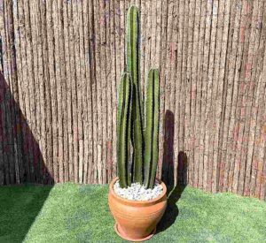Cactus San Pedro - Echinopsis pachanoi
