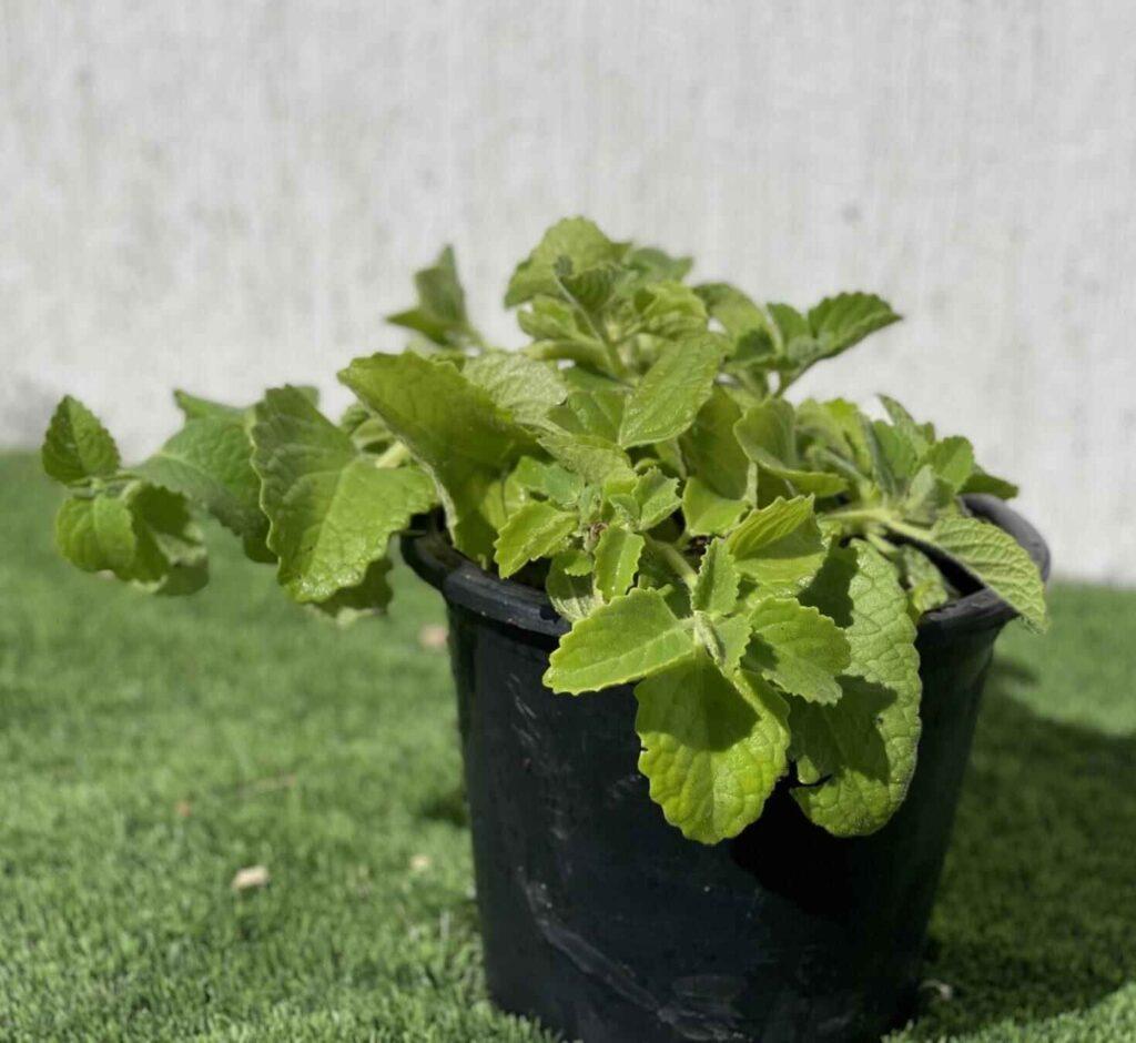 Cuban Oregano Herb - Buy Online in UAE - Hello Shop Online