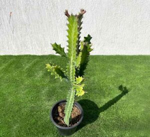 Euphorbia lactea or Dragoon bones tree