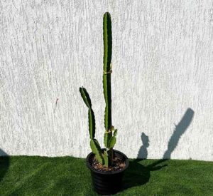 Pachycereus gaumeri or Kanzacam Cactus