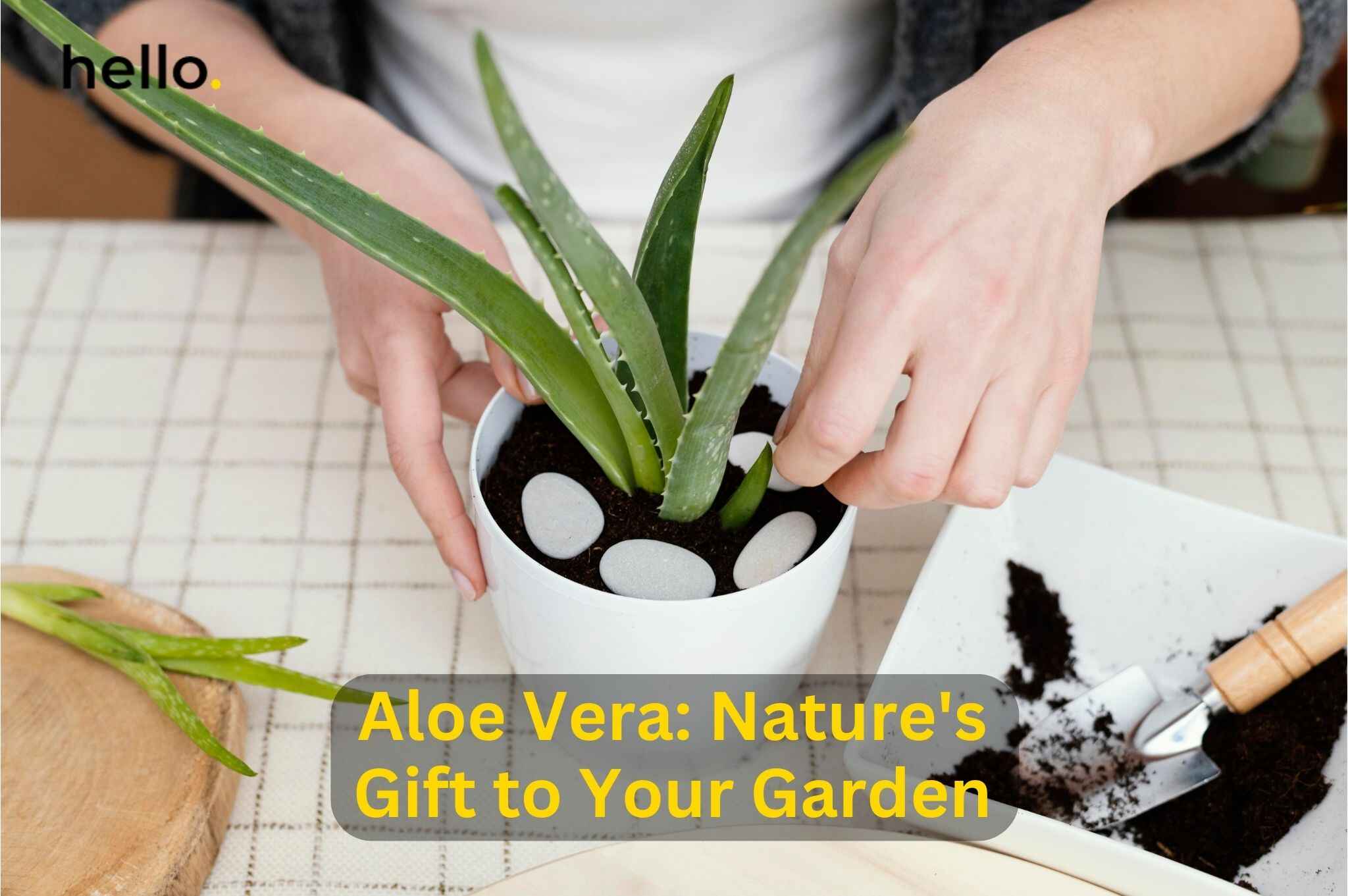 Aloe Vera Natures T To Your Garden Hello Shop Online 8507