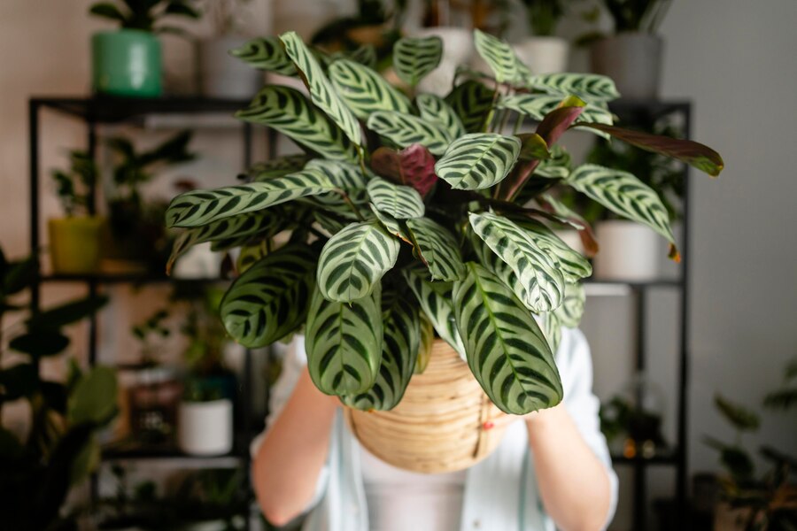 House Plants with Striped Leaves