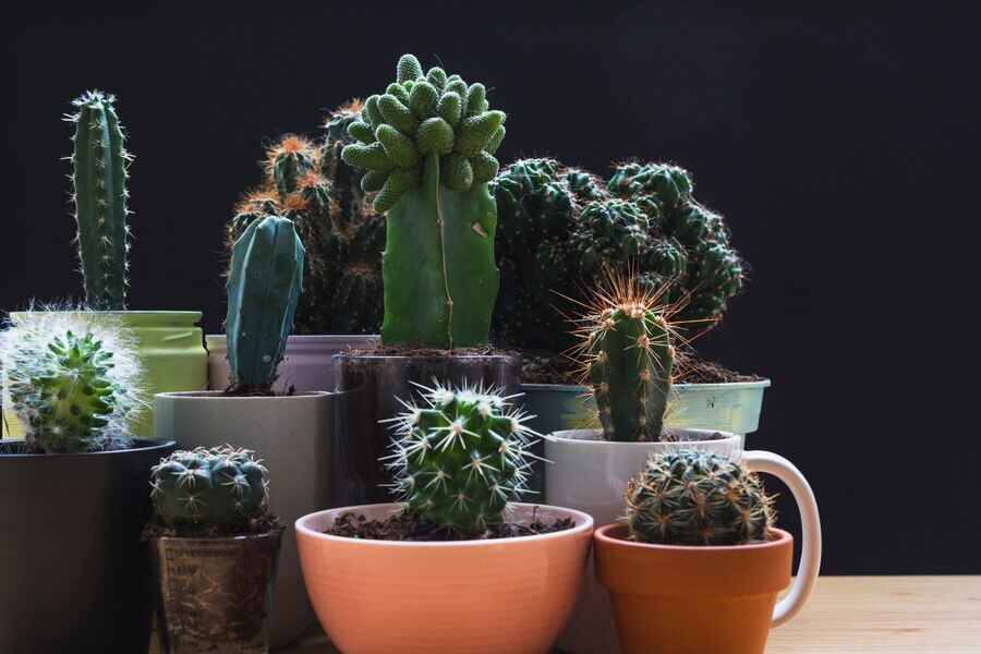 19 Indoor Cactus Plants