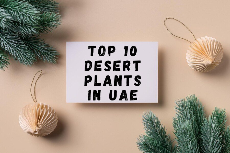 Top 10 Desert Plants in UAE