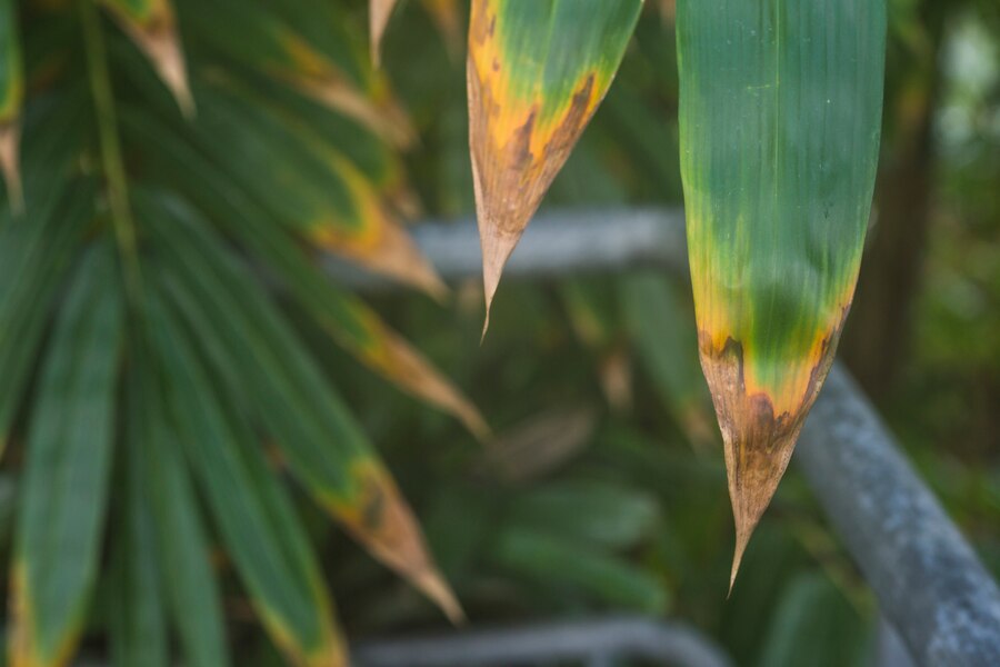 corn plant brown tips